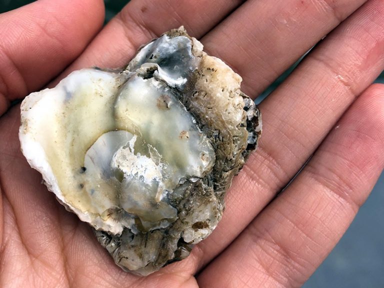 Oyster in a hand