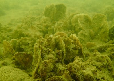 Oyster Reef