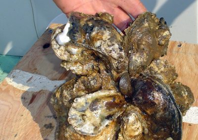 Aquaculture - Clumped Oysters