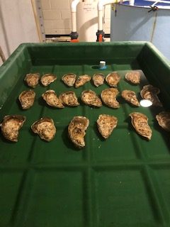 Oysters