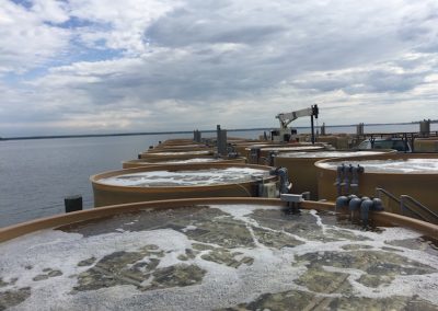 Spat on Shell Setting Tanks