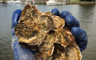 Oyster Recovery Partnership (ORP)