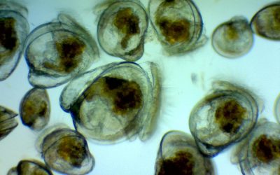 Shellfish Aquaculture Innovation Laboratory (SAIL)