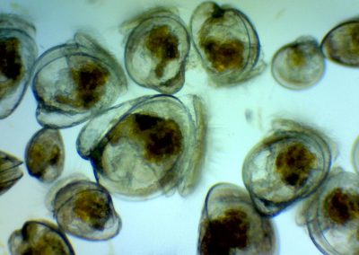 Photo of Larvae