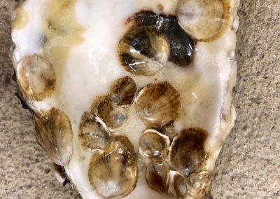 Spat on Shell